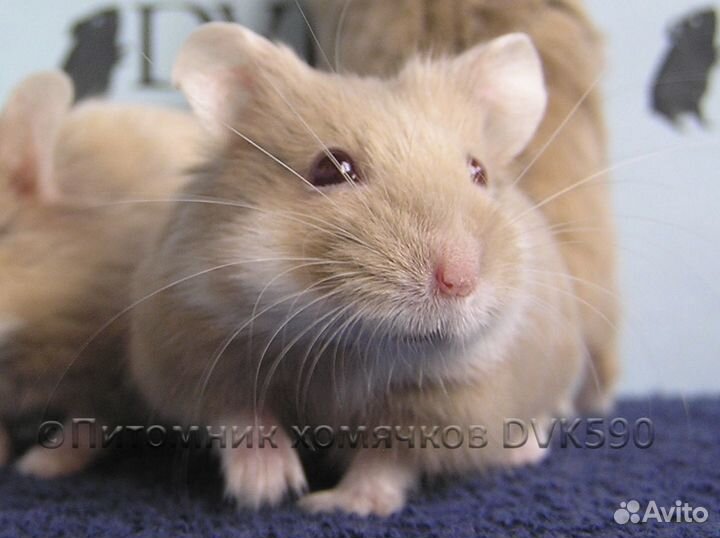 Хомячок, Новая клетка, Корм, Опилки + Доставка