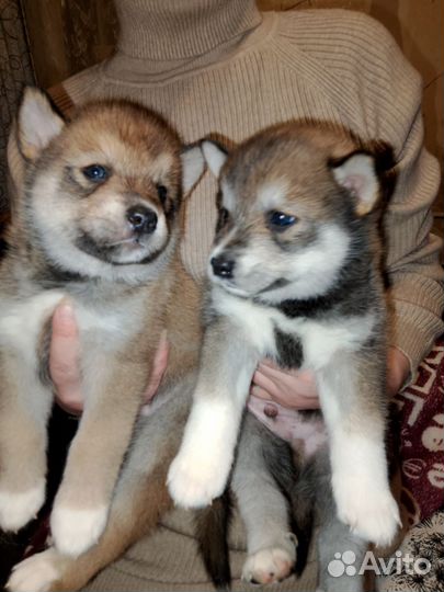 Эксклюзивная парода щенков