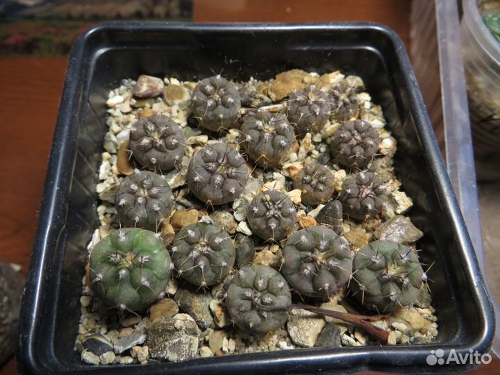 Кактусы, суккуленты