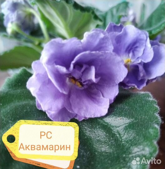 Детки сортовых фиалок