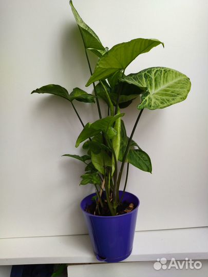 Сингониум домашний