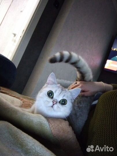 Кошка 