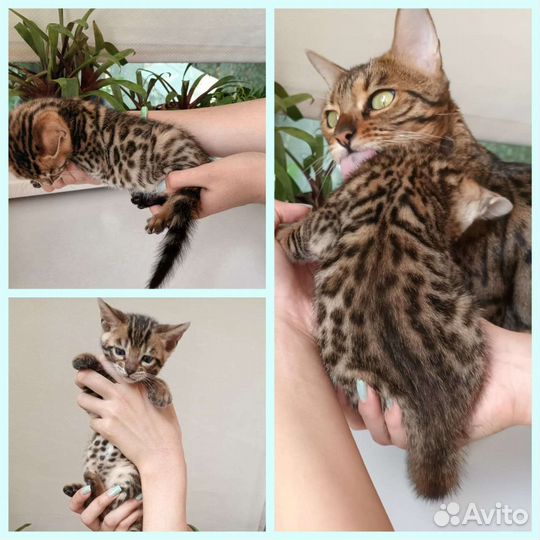 Бенгальские котята