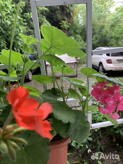 Пеларгония герань