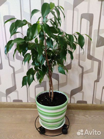 Фикус Бенджамина. Комнатные растения