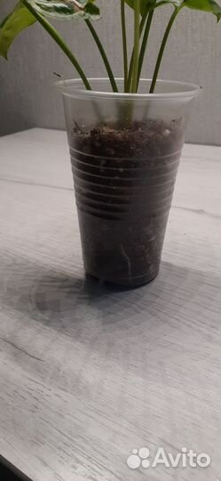 Сингониум крисмас