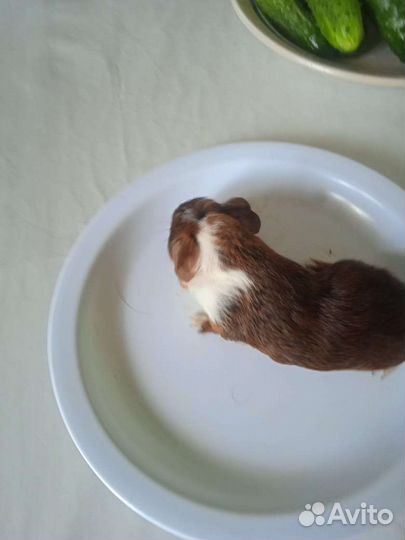 Морские свинки