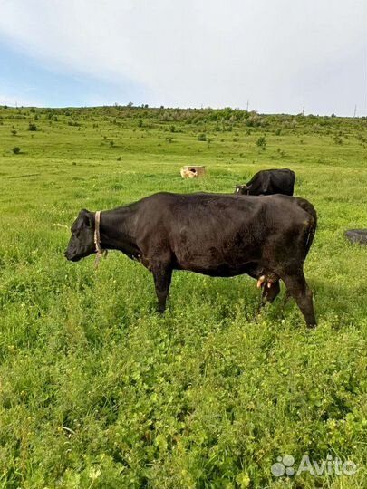 Коровы дойные молочные