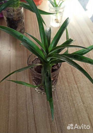 Комнатный ананас