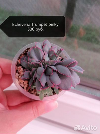 Детки домашних суккулентов