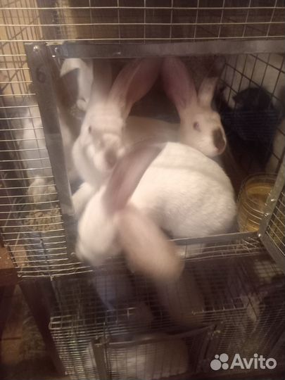 Колифорнийские кролики