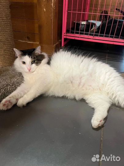 Шикарный Кузя ищет Дом