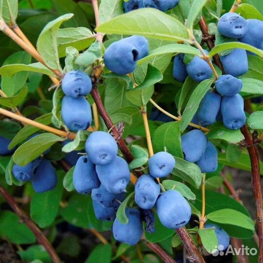 Жимолость разные сорта