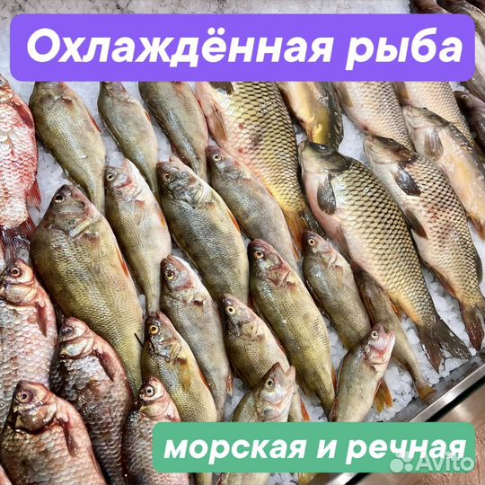 Живая рыба / живой Карп