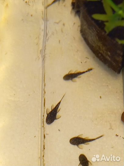 Рыбки гуппи, сомики анциструсы