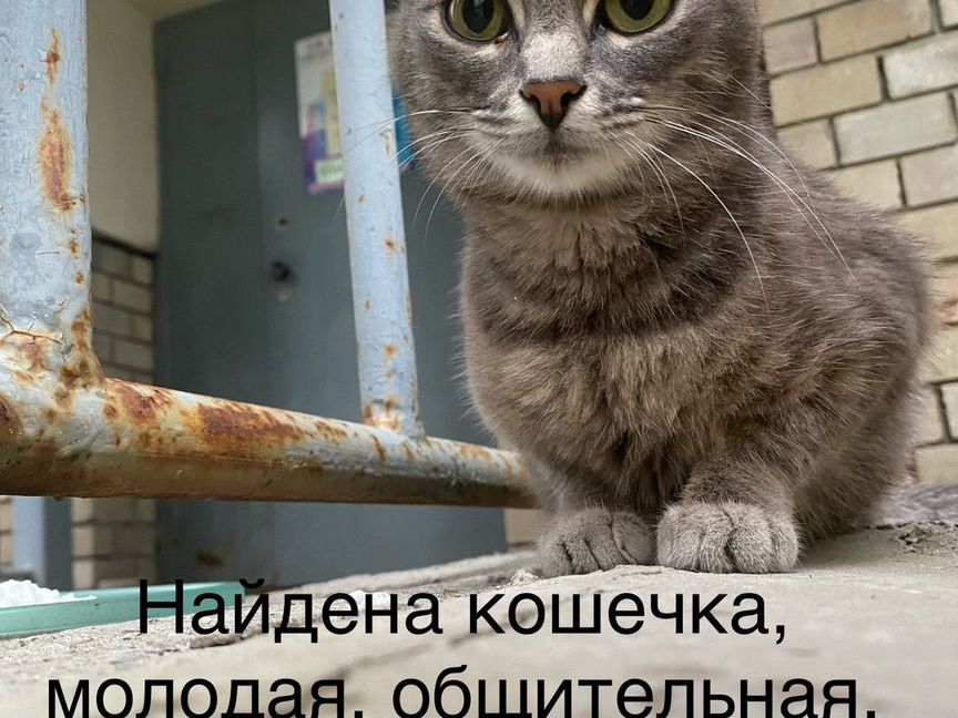 Кошка