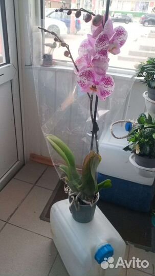 Орхидея