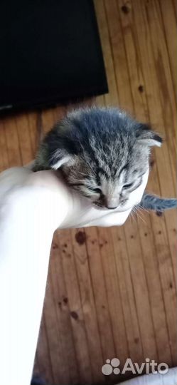 Бенгальские котята