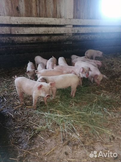 Поросенок ландрас + дюрок