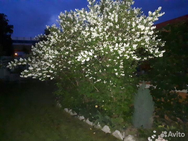 Розы. Саженцы растений