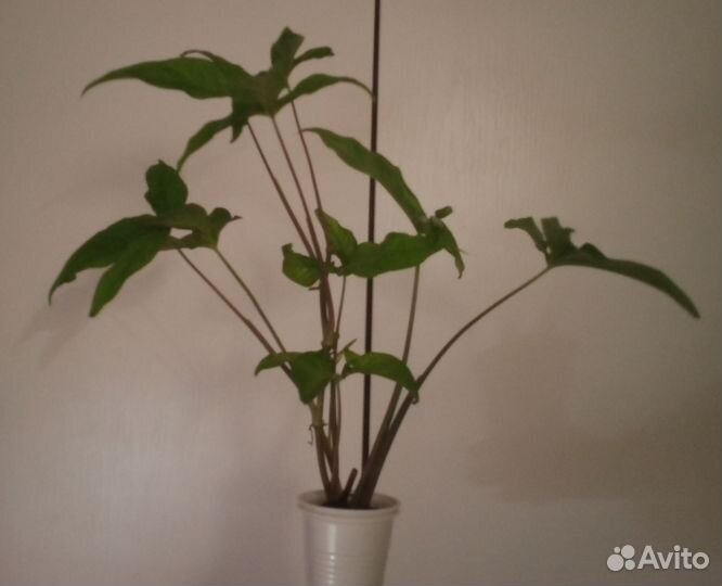 Гиппеаструм