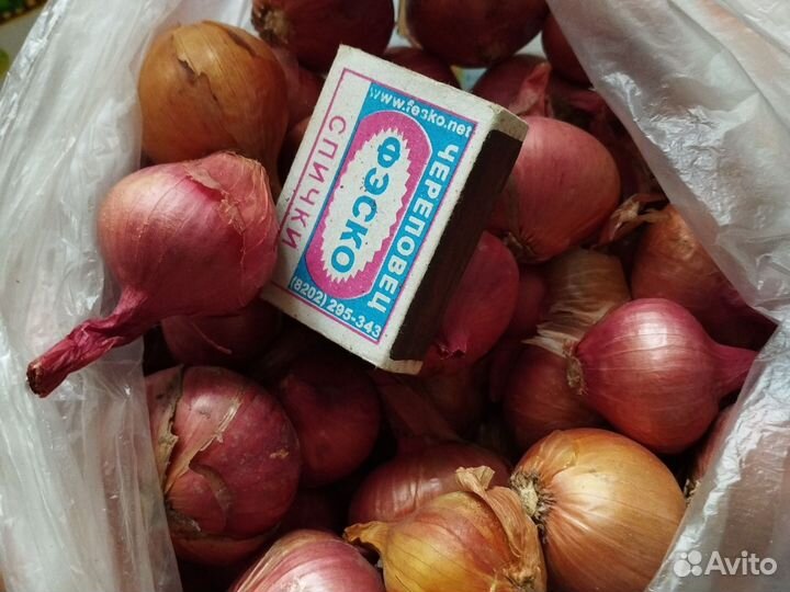 Лук семейный на перо