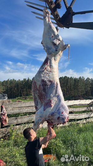 Крс на мясо Баранина Конина