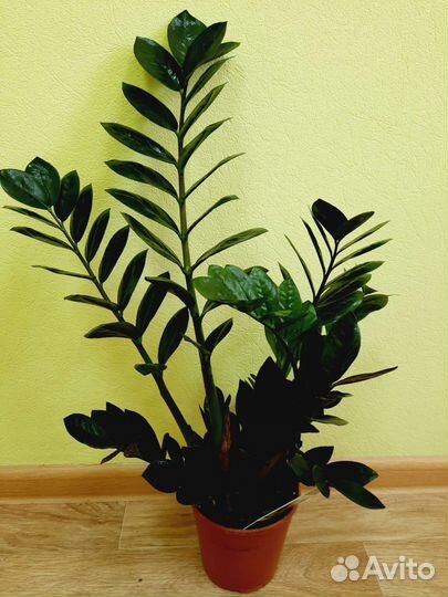 Замиокулькас черный Равен