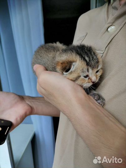 Котята британской шиншиллы
