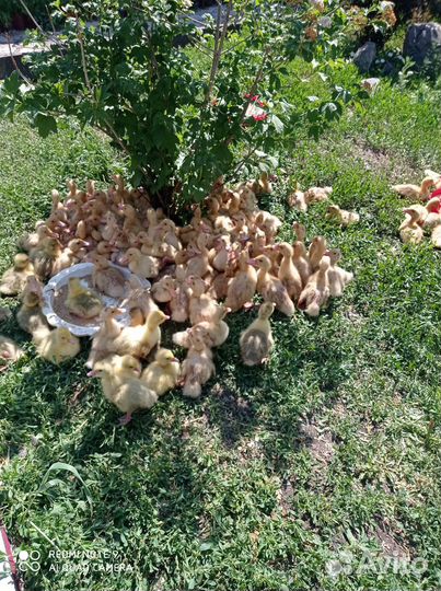 Индюшата Цыплята Гусята Утята