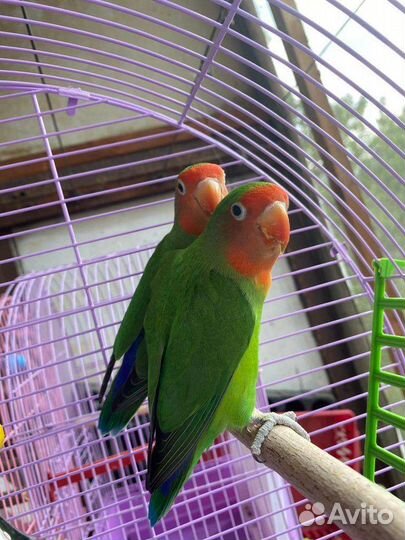 Неразлучники