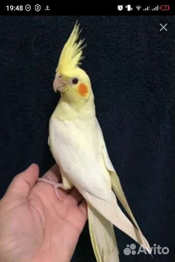 Попугай корелла