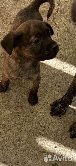 Щенки в добрые ручки