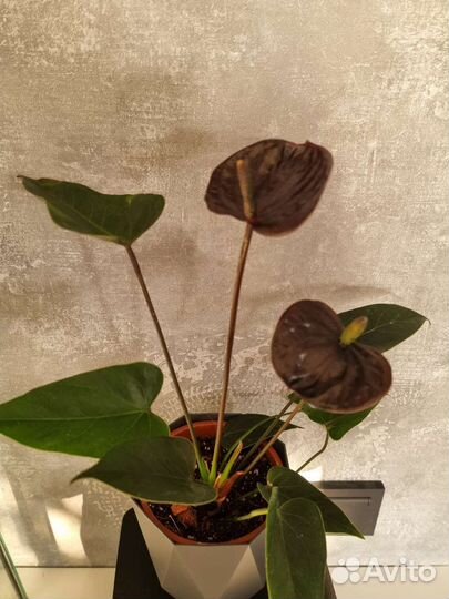 Нолина, Традесканция, хищник Жирянка