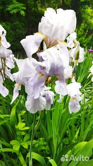 Ирисы и другие растения