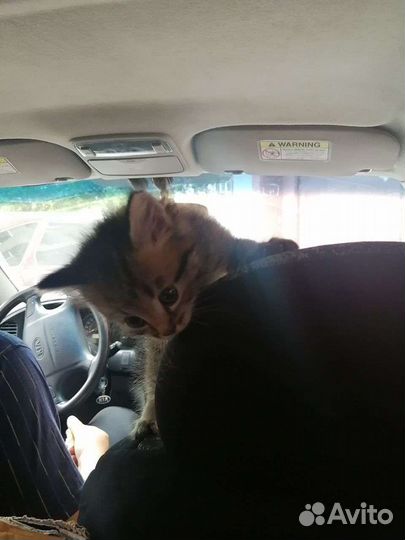 Котята шотландской вислоухой