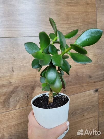 Денежное дерево