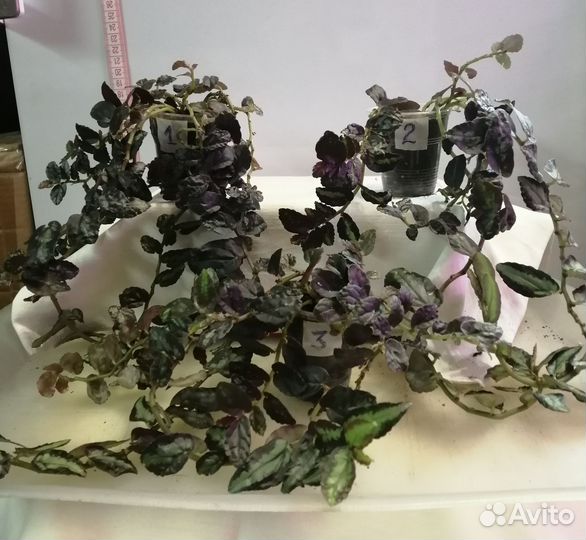 Нефролепис даффи и вариег, ктенанта, даво, хатиора