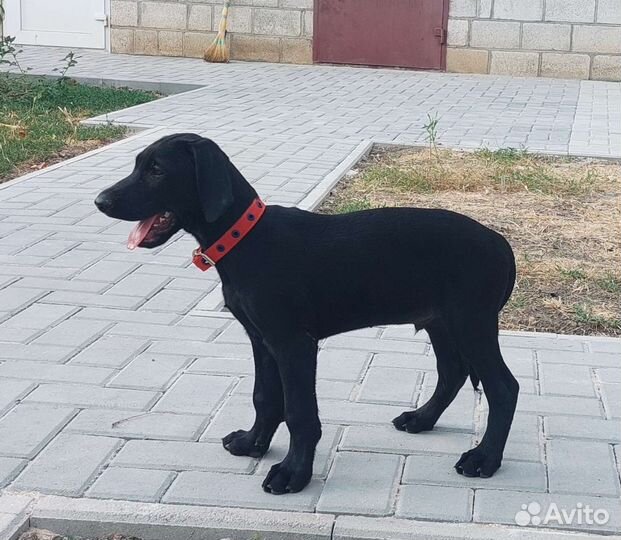 Щенки курцхаара