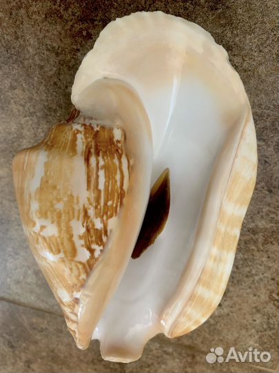 Морские ракушки раковины