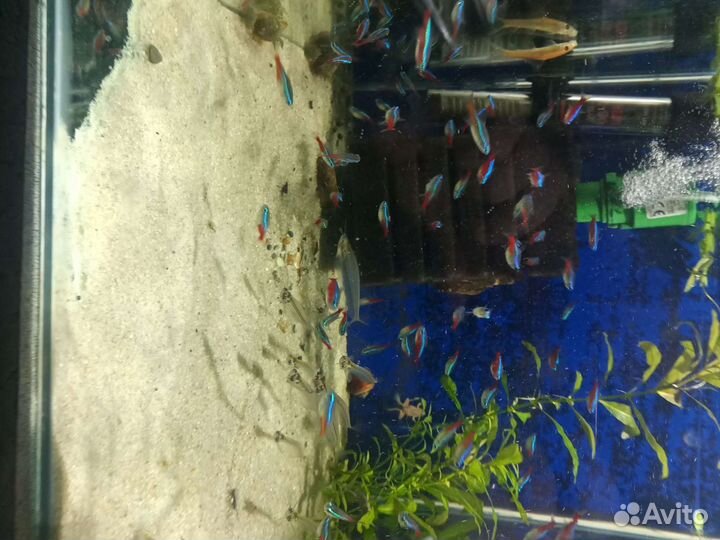 Аквариумные рыбки