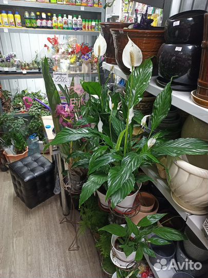 Комнатные цветы