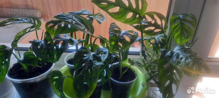 Монстера Манки Маск (Monstera Mankey Mask)