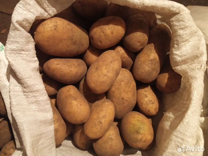 Продаётся картофель