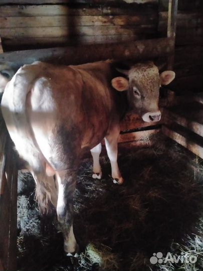 Телятина домашняя