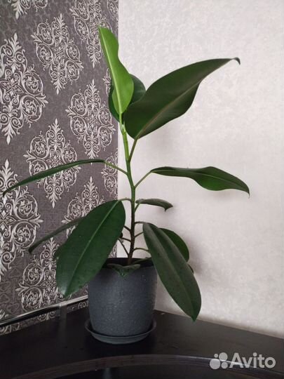 Фикус каучуконосный эластика