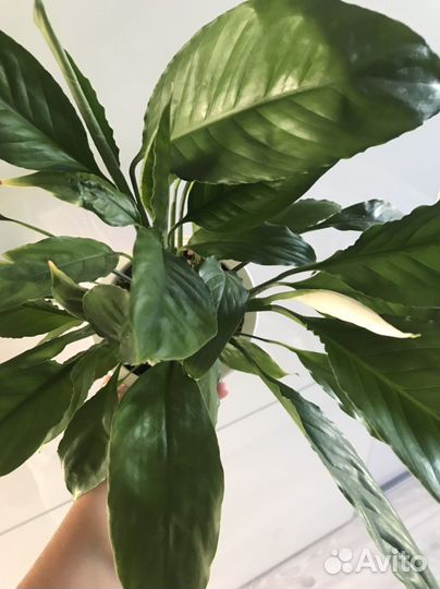 Спатифиллум