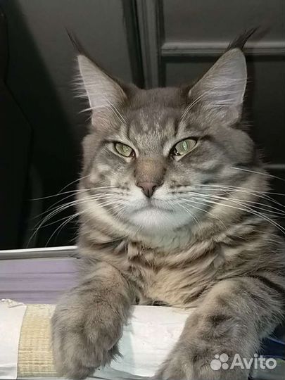 Котик мейн-кун