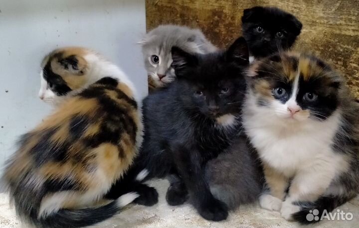 Котята в добрые руки