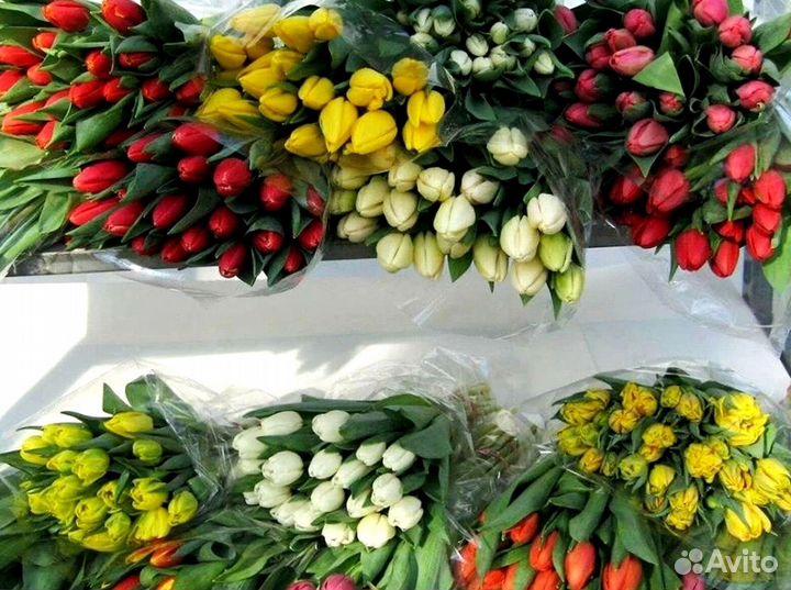 Тюльпаны опт